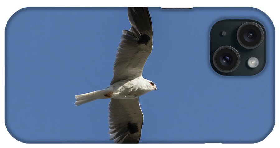 Kite iPhone Case featuring the photograph White Tailed Kite by Rick Pisio