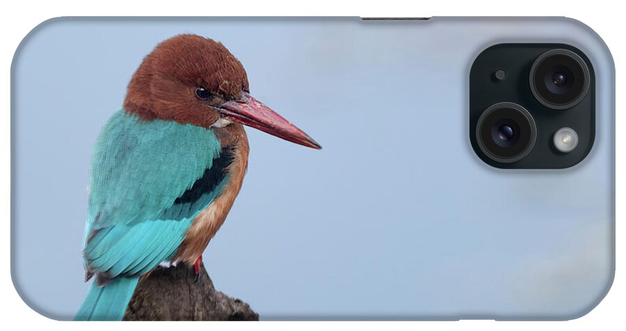 White Throated Kingfisher iPhone Case featuring the photograph White throated Kingfisher by Puttaswamy Ravishankar