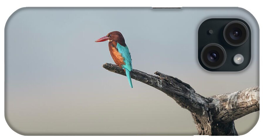 White-throated Kingfisher iPhone Case featuring the photograph White-throated Kingfisher #4 by Puttaswamy Ravishankar