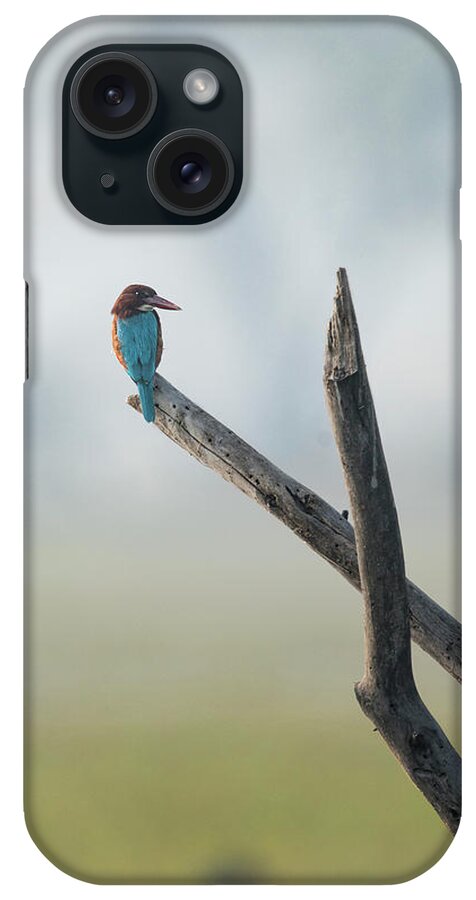 White-throated Kingfisher iPhone Case featuring the photograph White-throated Kingfisher Resting by Puttaswamy Ravishankar