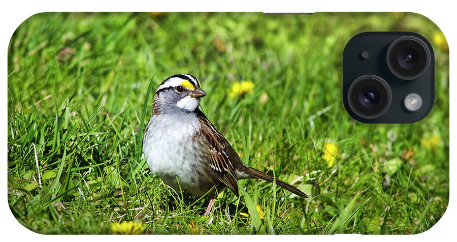Bird iPhone Case featuring the photograph White Throated Sparrow by Christina Rollo