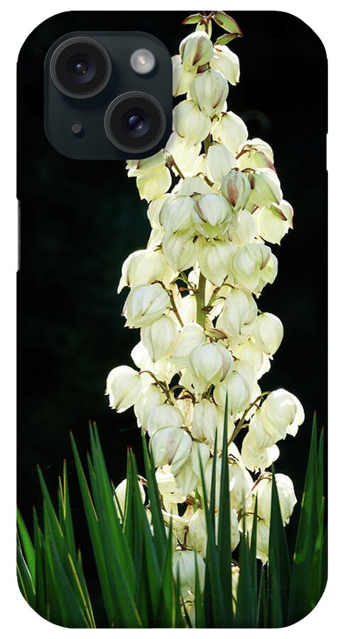 Attractive iPhone Case featuring the photograph White yucca glowing in the dark by Jean-Luc Farges