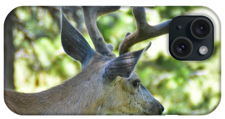 Buck iPhone Case featuring the photograph Whitetail buck by Ed Stokes