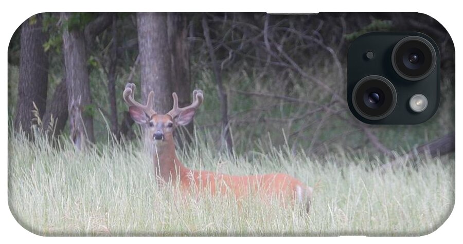 Buck iPhone Case featuring the photograph Whitetail Buck in Velvet by Amanda R Wright