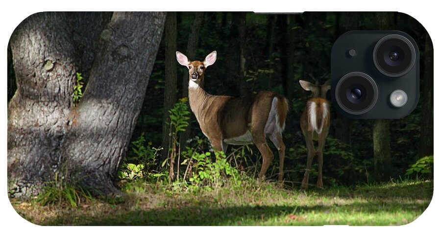 Whitetail Deer iPhone Case featuring the photograph Whitetail Deer Hindsight by Christina Rollo