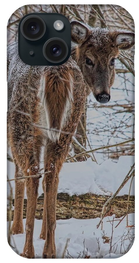 Wildlife iPhone Case featuring the photograph Whitetail Doe's Backward Glance In Snow by Dale Kauzlaric