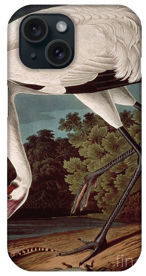 Bird iPhone Case featuring the painting Whooping Crane, from Birds of America by John James Audubon by John James Audubon