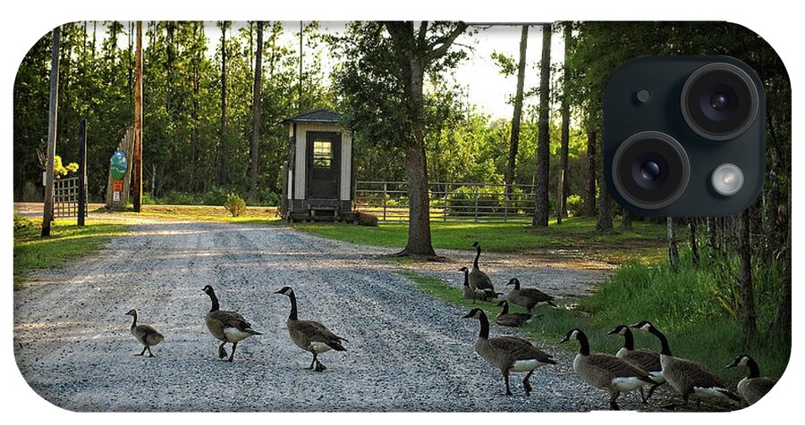 Geese iPhone Case featuring the photograph Why Did the Geese Cross the Road by George Taylor