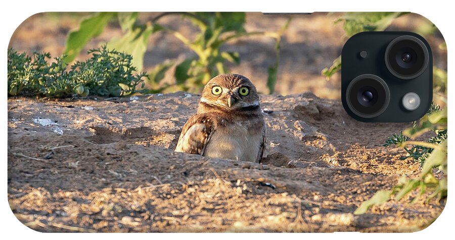 Owl iPhone Case featuring the photograph Wide-Eyed Burrowing Owl Owlet by Tony Hake