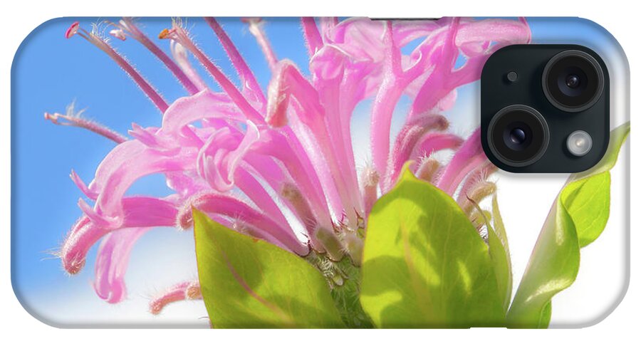 Monarda Fistulosa iPhone Case featuring the photograph Wild Bergamot or Bee Balm by Jim Hughes