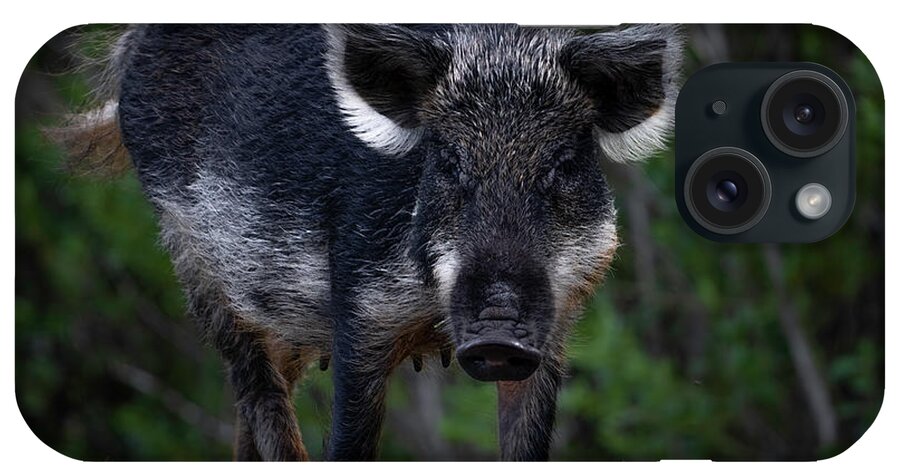 Hog iPhone Case featuring the photograph Wild Boar by Larry Marshall