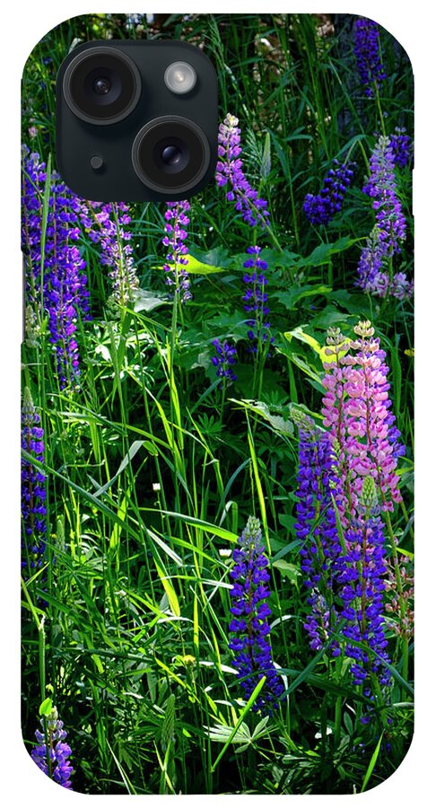 Lupine iPhone Case featuring the photograph Wild Lupine in the Upper Peninsula Michigan by Mary Lee Dereske