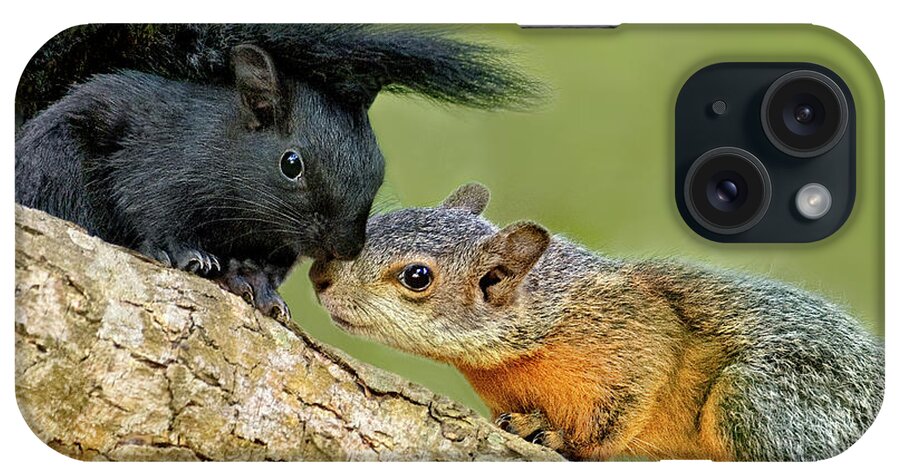Red-bellied Squirrels iPhone Case featuring the photograph Wild Red-bellied Squirrels Interacting by Dave Welling