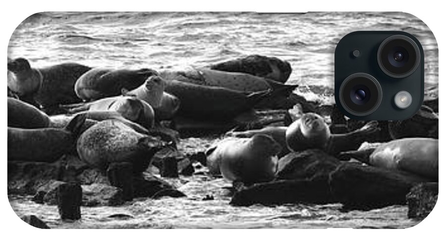 Paul Ward iPhone Case featuring the photograph Wild Seals Resting on the Rocks black and white by Paul Ward