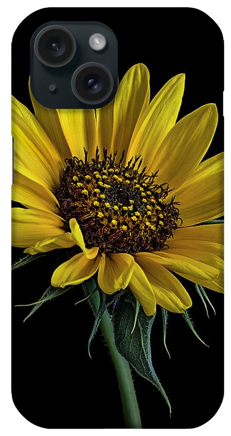 Wild Sunflower iPhone Case featuring the photograph Wild Sunflower by Endre Balogh