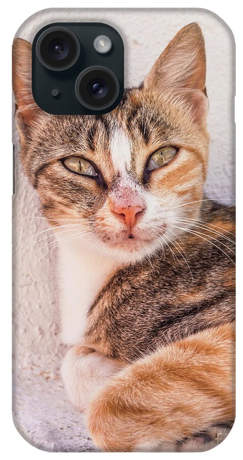 Tabby iPhone Case featuring the photograph Wild Tabby Cat, Fira, Santorini, Greece by Neale And Judith Clark