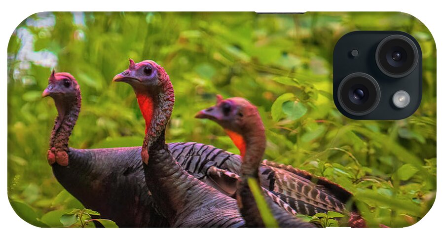Wild iPhone Case featuring the photograph Wild Turkey Trio North Carolina by Bellesouth Studio