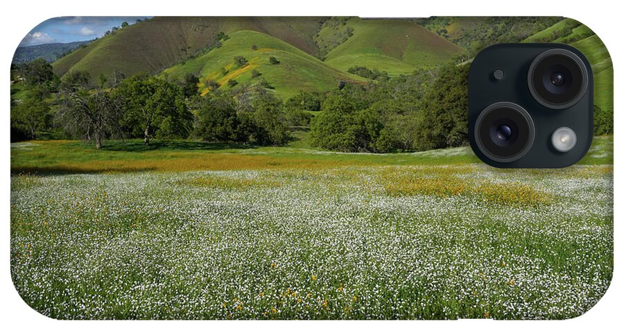 Wildflowers iPhone Case featuring the photograph Rusty Popcorn And Fiddleneck Dry Creek Canyon by Brett Harvey