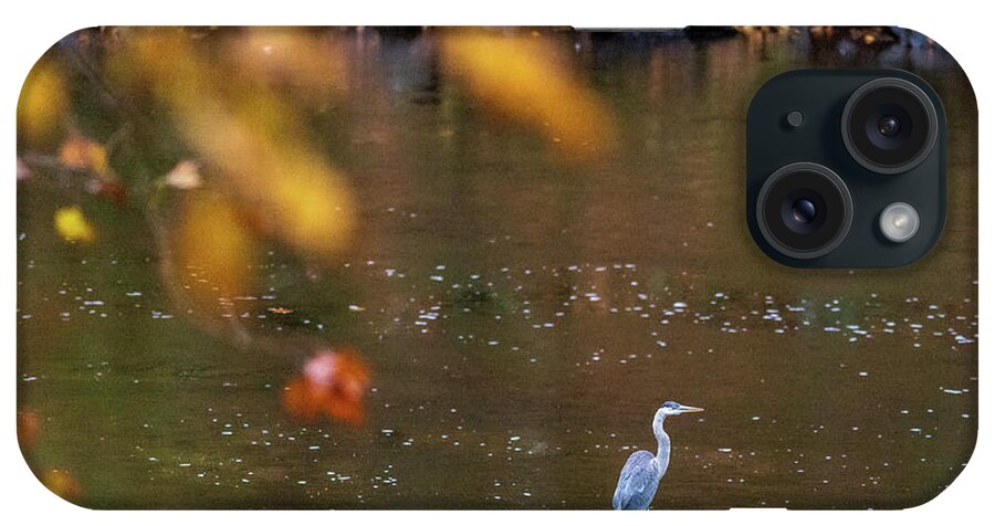 Nature Photography iPhone Case featuring the photograph Wildlife Photography - Blue Heron Birds by Amelia Pearn