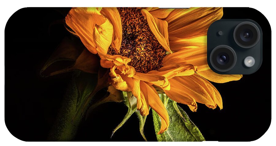 Black Background iPhone Case featuring the photograph Wilting Sunflower #1 by Kevin Suttlehan