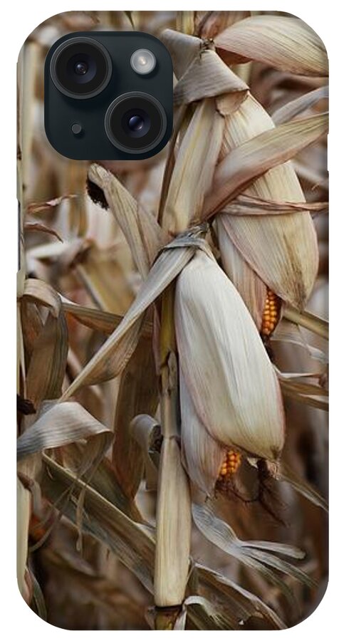 Corn Cob iPhone Case featuring the photograph Winter's Bounty by Alden White Ballard