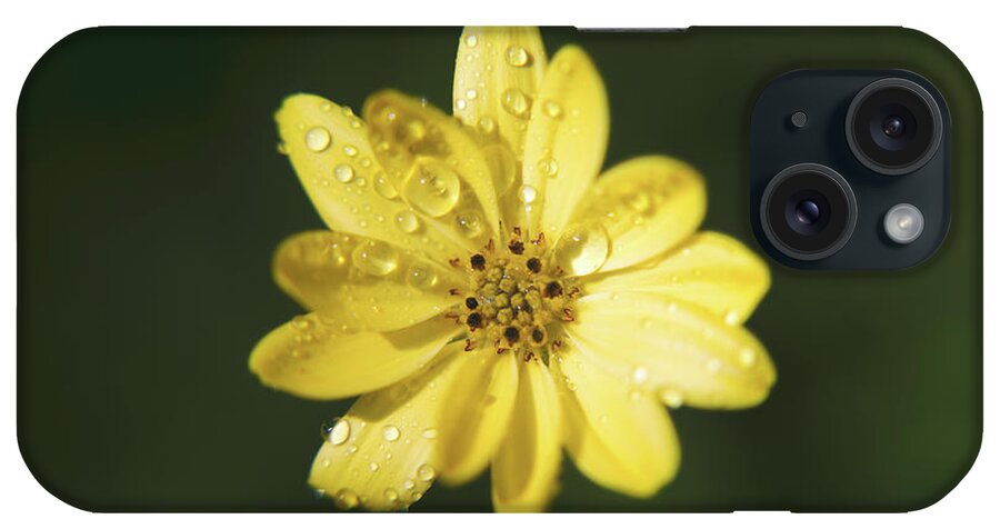 Flowers iPhone Case featuring the photograph Wishing You a Sunshiny Day by Laurie Search