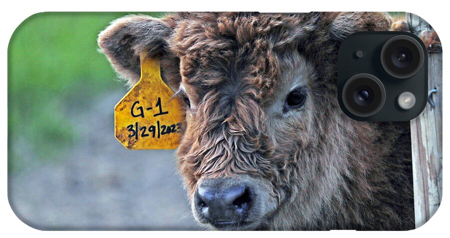 Scottish iPhone Case featuring the photograph Wixom Farm Highland Cattle - 2 Weeks Old by Terry Cork