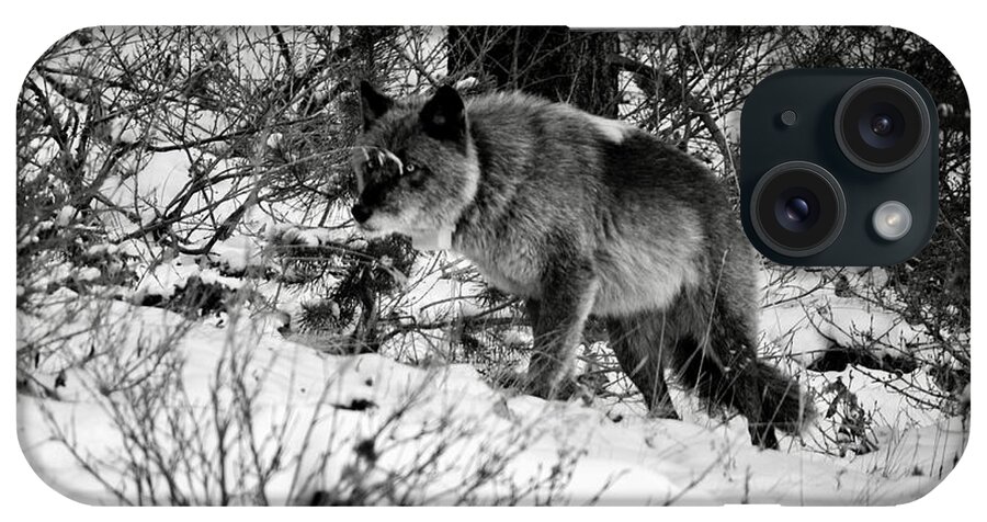 Banff iPhone Case featuring the photograph Wolf in the snow by Wilko van de Kamp Fine Photo Art