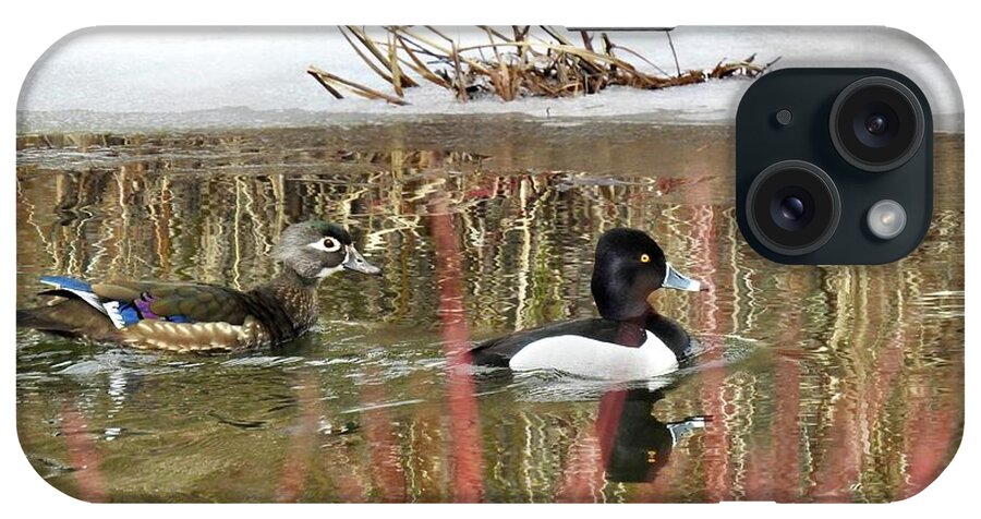 Ring Neck Duck iPhone Case featuring the photograph Wood Duck and Ring Neck by Nicola Finch