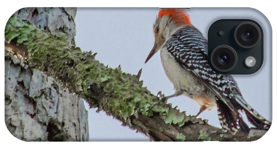 Nature iPhone Case featuring the photograph Woodpecker feeding by Barry Bohn