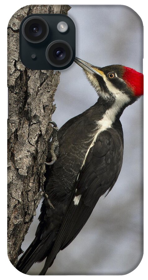 Woodpecker Photography iPhone Case featuring the photograph Woody by Timothy McIntyre