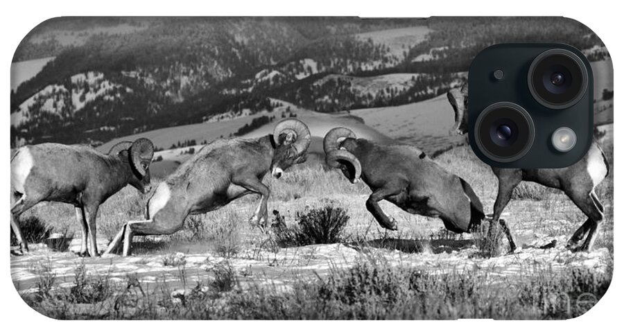 Bighorn iPhone Case featuring the photograph Wyoming Bighorn Brawlers Panorama Black And White by Adam Jewell