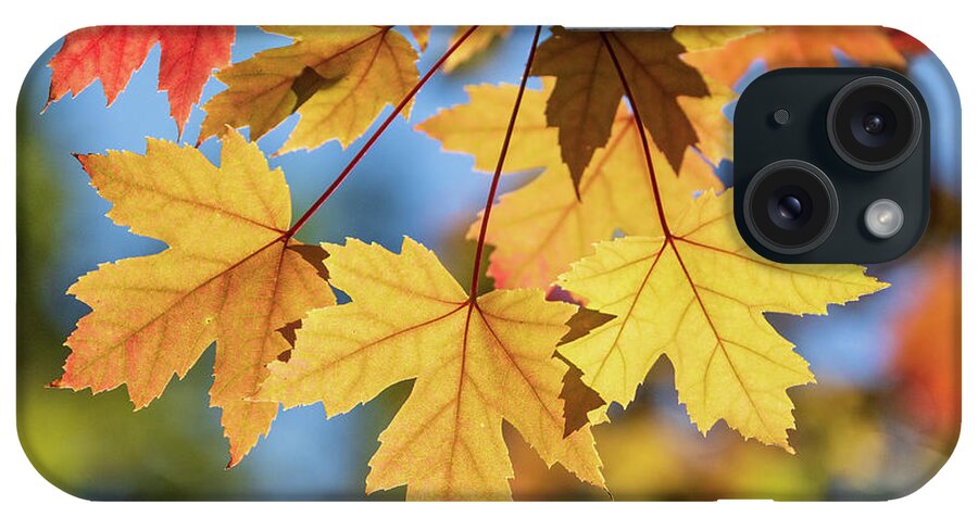 Fall Leaves iPhone Case featuring the photograph Yellow Fall Leaves by Mimi Ditchie