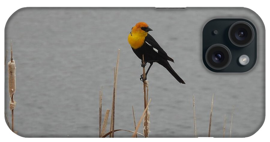 Black Bird iPhone Case featuring the photograph Yellow Headed Black Bird 2 by Amanda R Wright