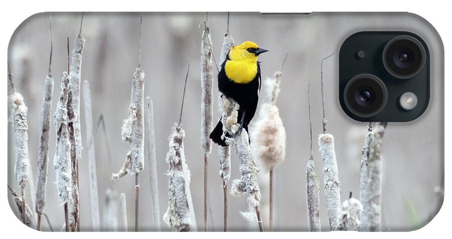 Washington iPhone Case featuring the photograph Yellow-headed Blackbird by Kristine Anderson