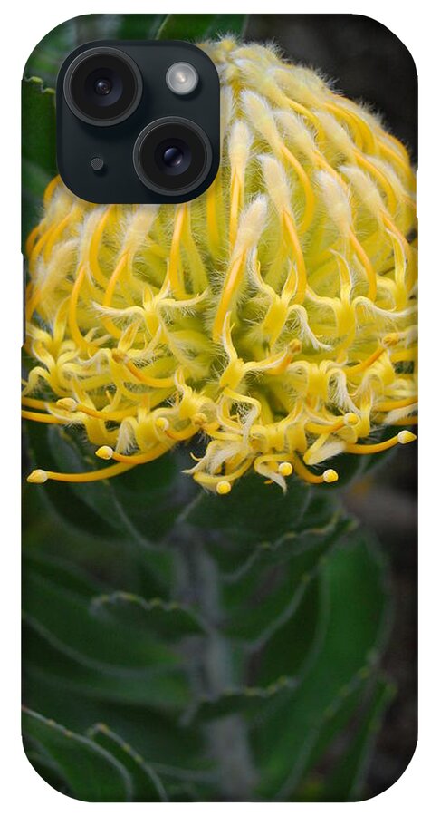 Kula Botanical Gardens iPhone Case featuring the photograph Yellow Pincushion Protea 2 by Amy Fose