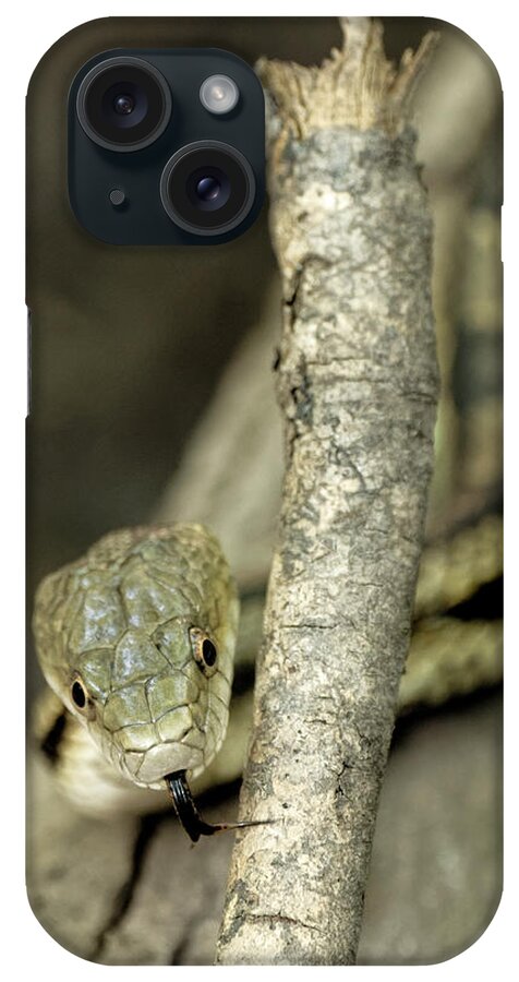 Yellow Rat Snake iPhone Case featuring the photograph Yellow Rat Snake by Colin Hocking