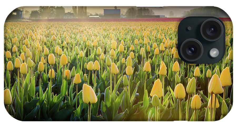 Skagit Valley Tulips iPhone Case featuring the photograph Yellow Tulip Sunrise by Michael Rauwolf