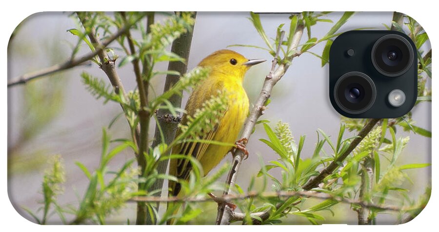 Yellow Warbler iPhone Case featuring the photograph Yellow Warbler by James McClintock