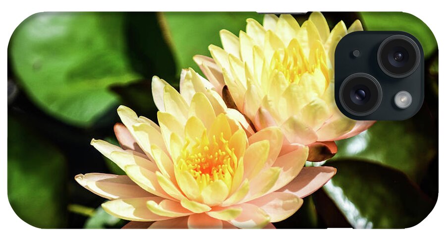 Yellow Water Lilies Sprout From The Pond And Green Vegetation Around Them Plants Water Flowers Pedals Sun Sunshine Light iPhone Case featuring the photograph Yellow Water Lilies by Ed Stokes