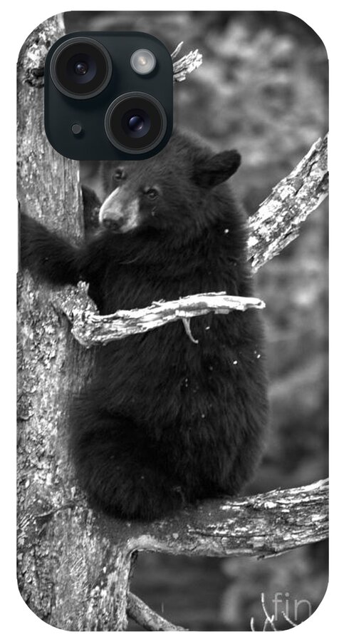 Black Bears iPhone Case featuring the photograph Yellowstone Bear Tree Hugger Black And White by Adam Jewell
