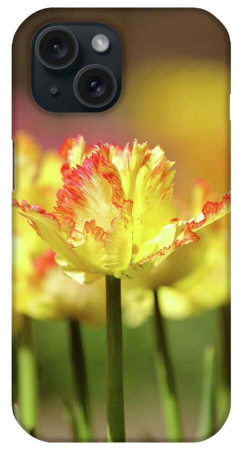 Nature iPhone Case featuring the photograph You Light Up My Life by Lens Art Photography By Larry Trager
