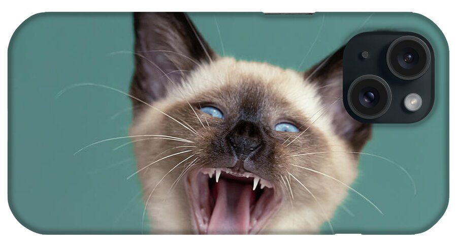 Kitten iPhone Case featuring the photograph You said WHAT? - Siamese kitten by Roeselien Raimond