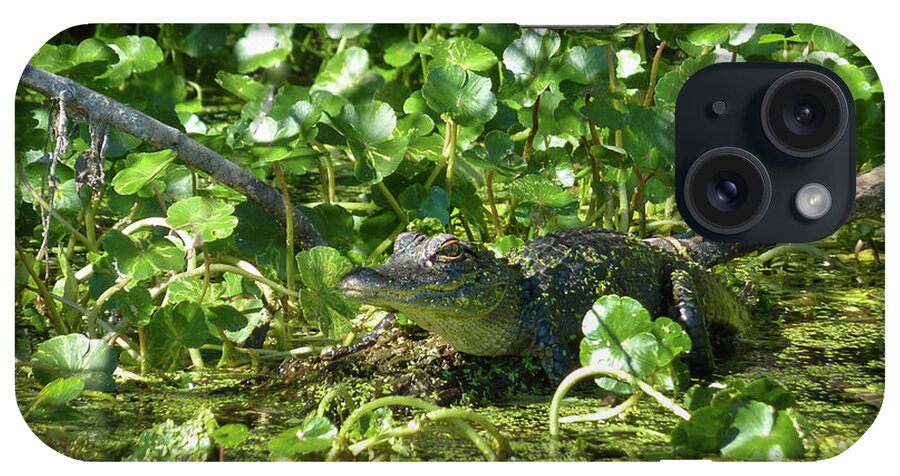 Alligator iPhone Case featuring the photograph Young Alligator by Phil And Karen Rispin