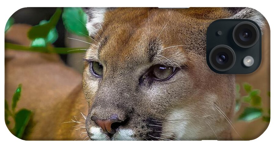 Africa iPhone Case featuring the photograph Young Cougar II by Susan Rydberg