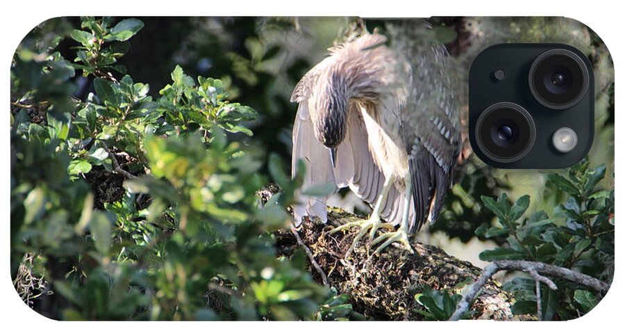 Juvenile Black-crowned Night Heron iPhone Case featuring the photograph Young Preener by Heather E Harman