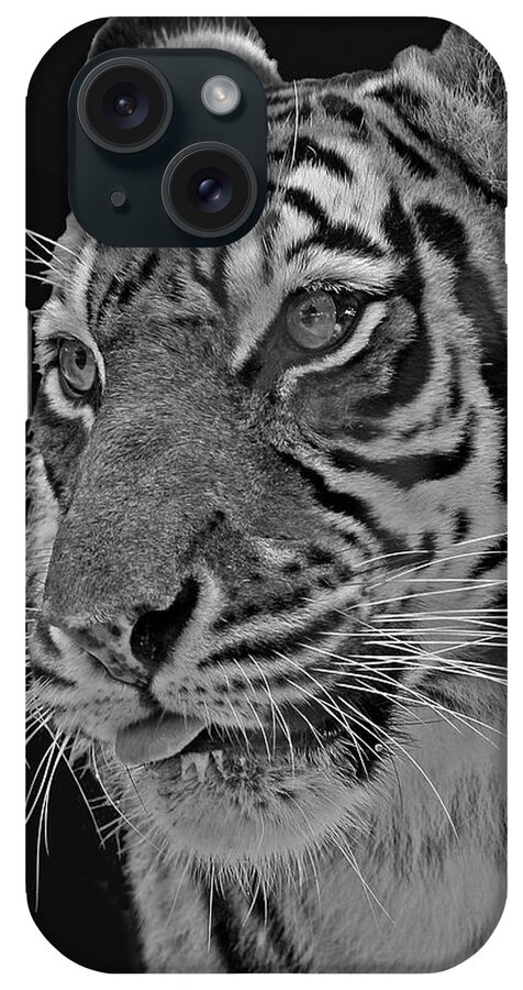 Tiger iPhone Case featuring the photograph Young Tiger by Larry Linton