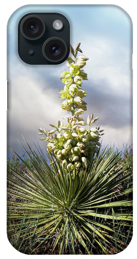 Yucca iPhone Case featuring the photograph Yucca in Bloom by Laura Terriere