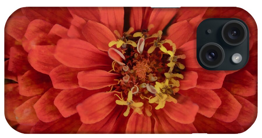 Zinnia iPhone Case featuring the photograph Zinnia Dream by Shannon Moseley