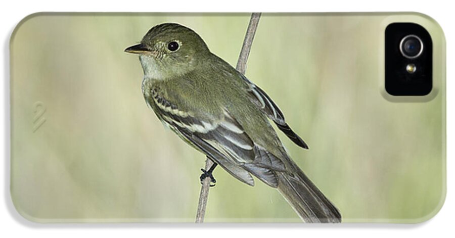Acadian Flycatcher iPhone 5 Case featuring the photograph Acadian Flycatcher #1 by Anthony Mercieca